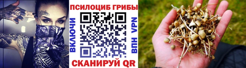 Купить где  Козельск  Псилоцибиновые грибы Cubensis 